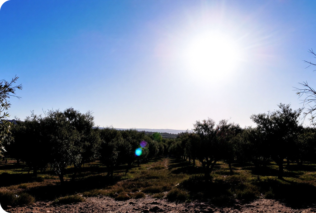 Imagen de un campo de olivos
